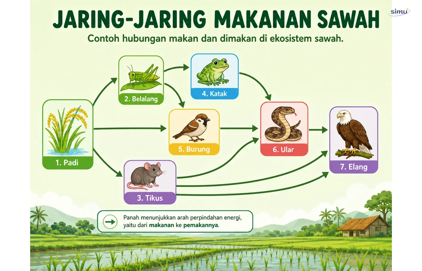 Jaring makanan ekosistem sawah
