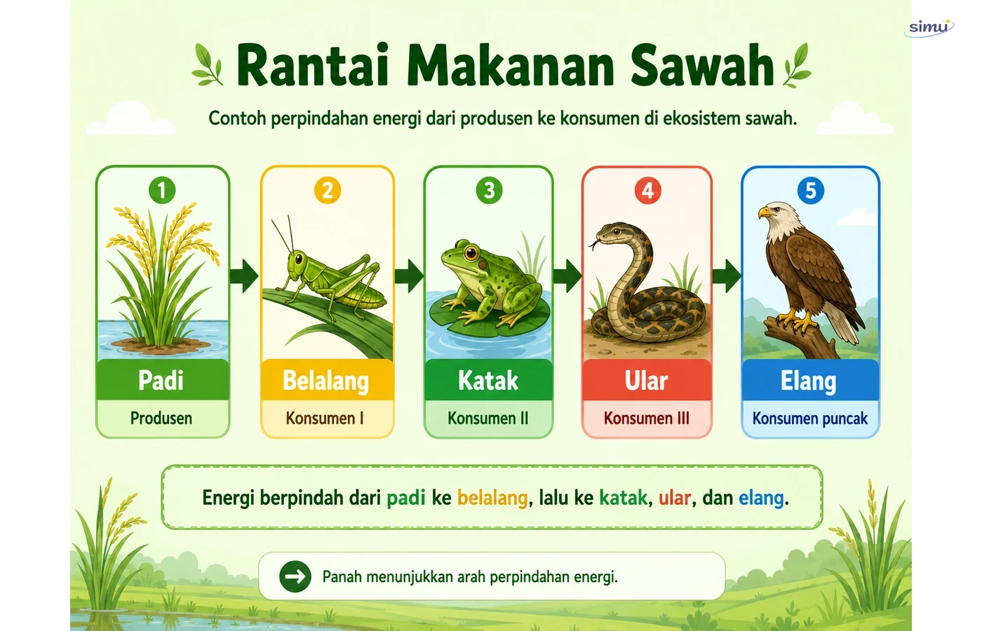 Rantai makanan sawah