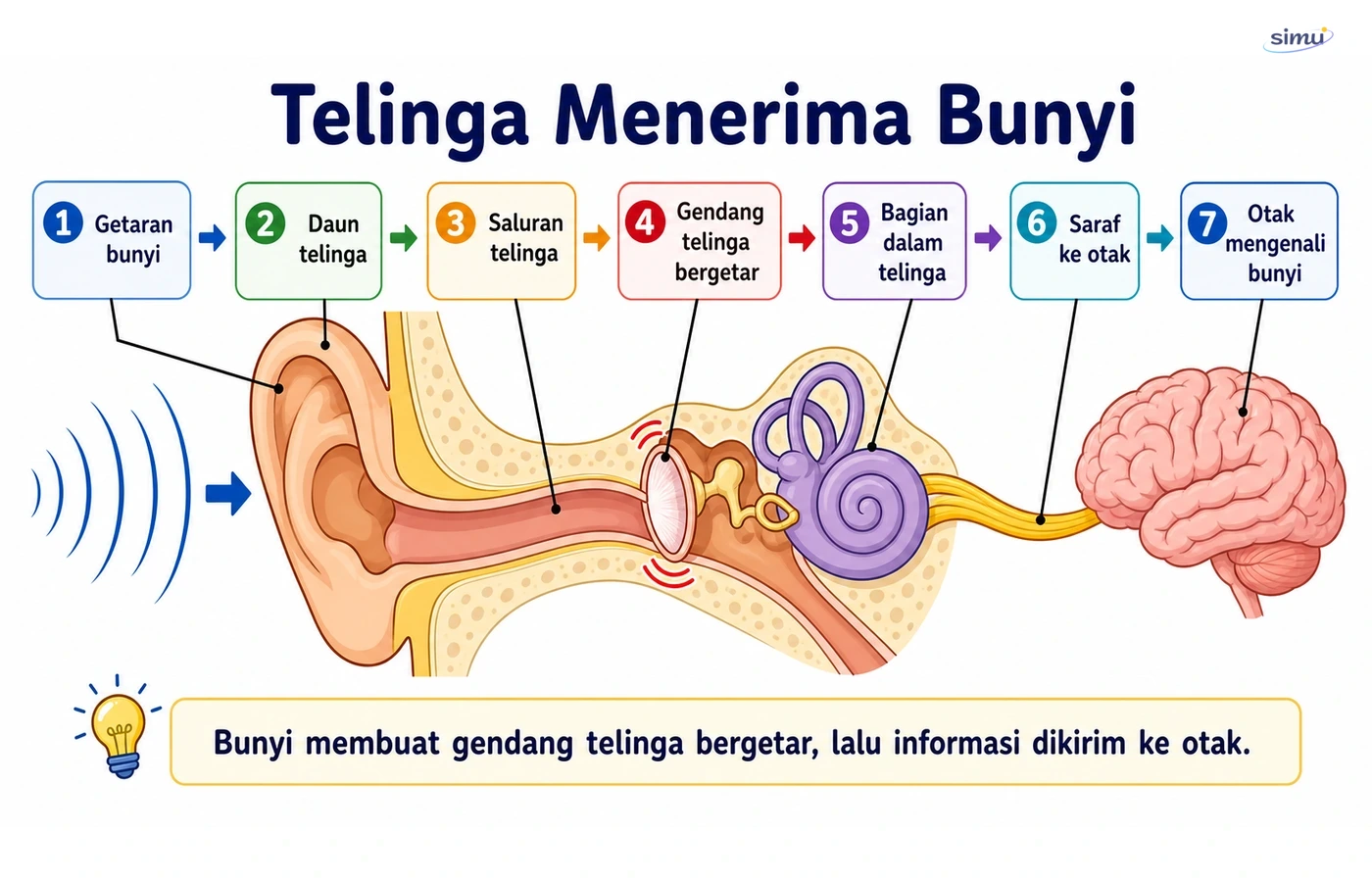Telinga menerima bunyi