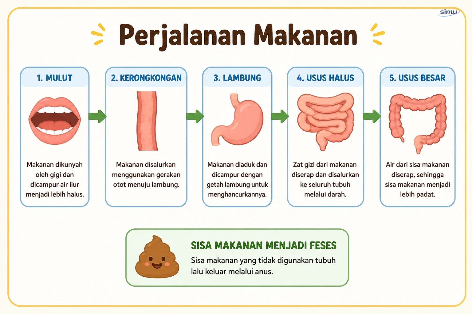 Perjalanan makanan dalam tubuh