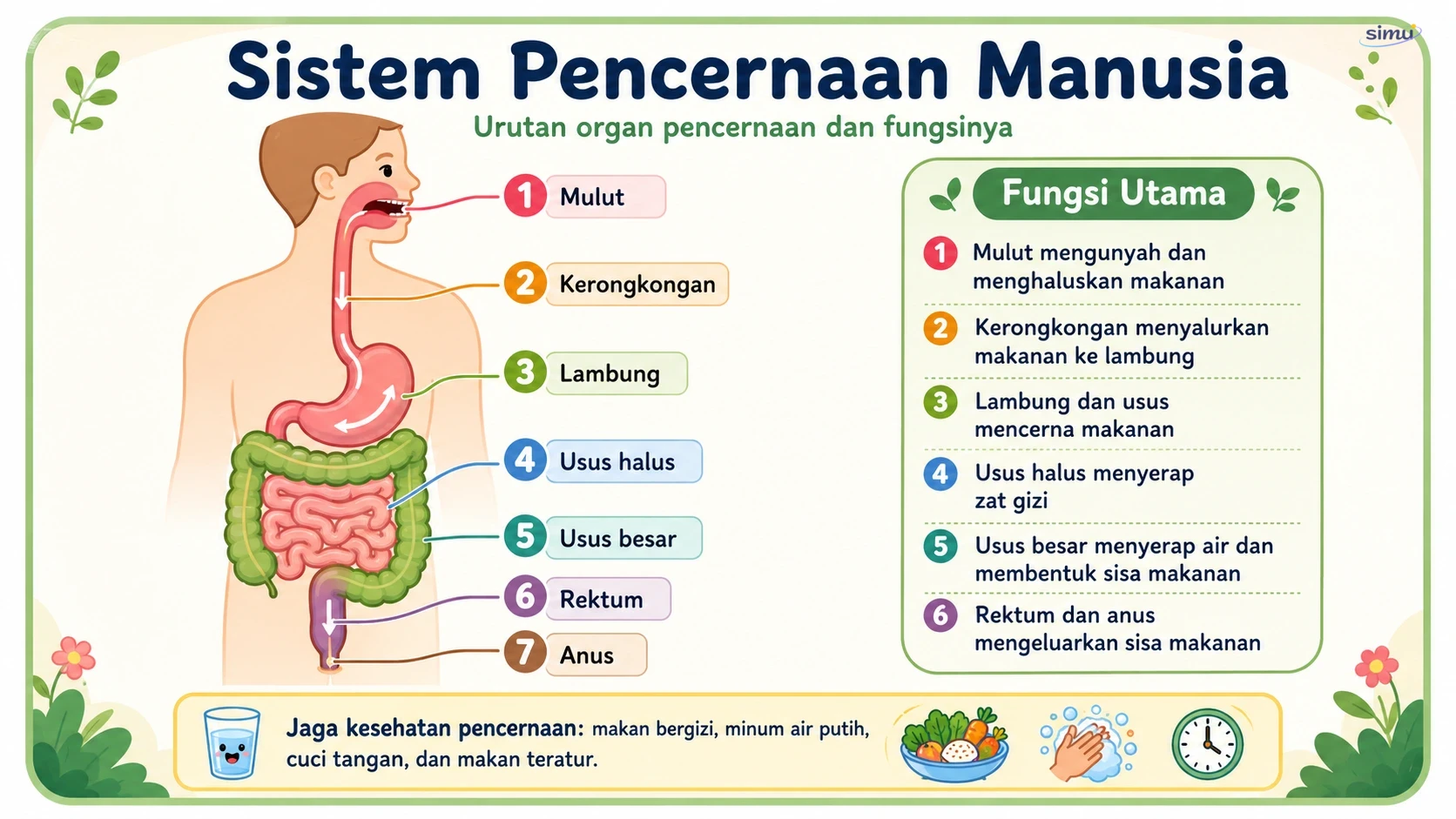 Sistem pencernaan manusia