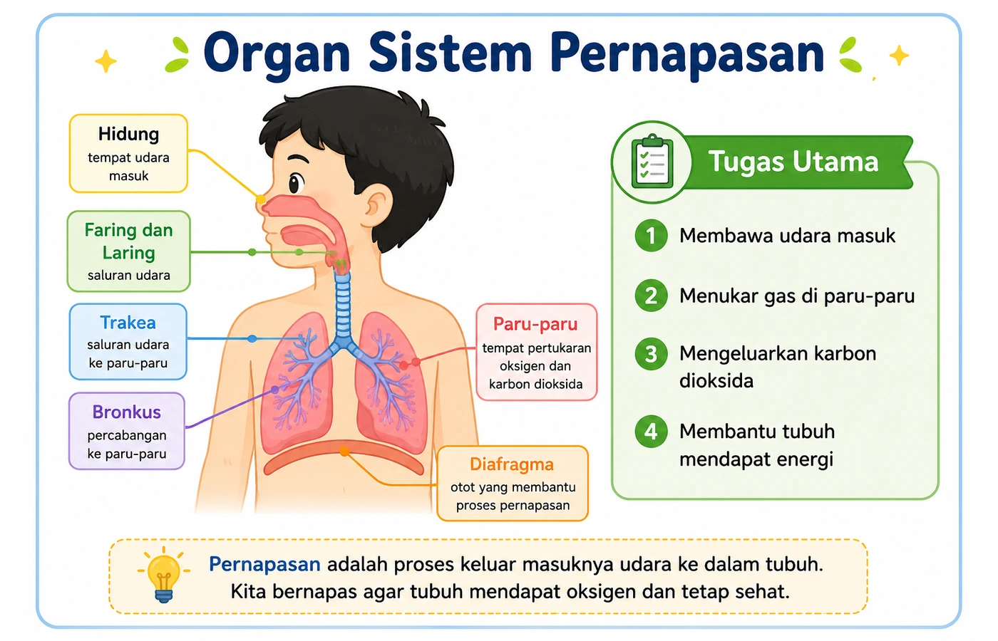 Organ sistem pernapasan