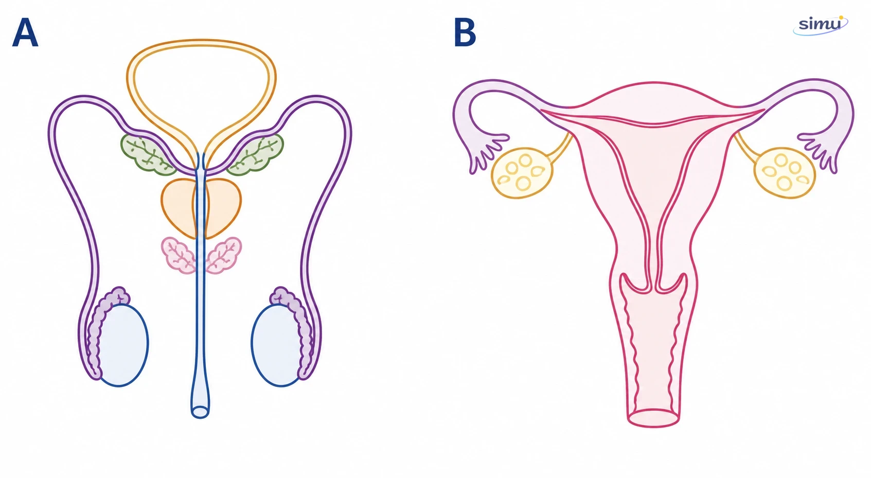 Perbandingan susunan organ reproduksi internal laki-laki dan perempuan
