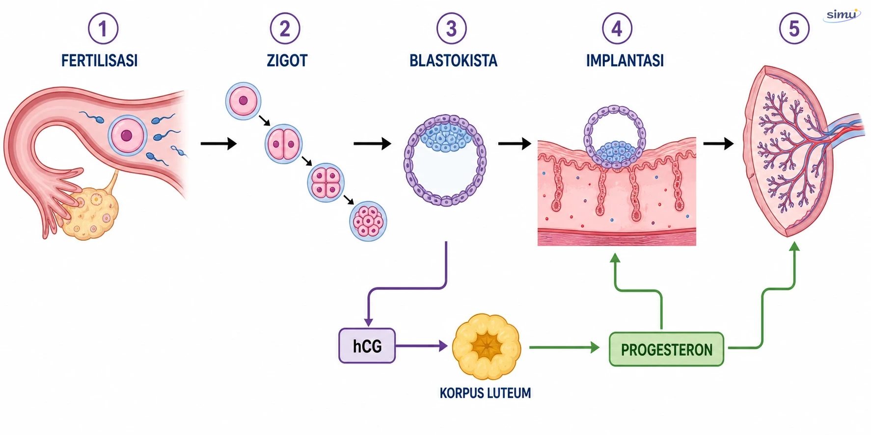 Urutan fertilisasi, pembelahan zigot, implantasi, dan dukungan hormon pada awal kehamilan