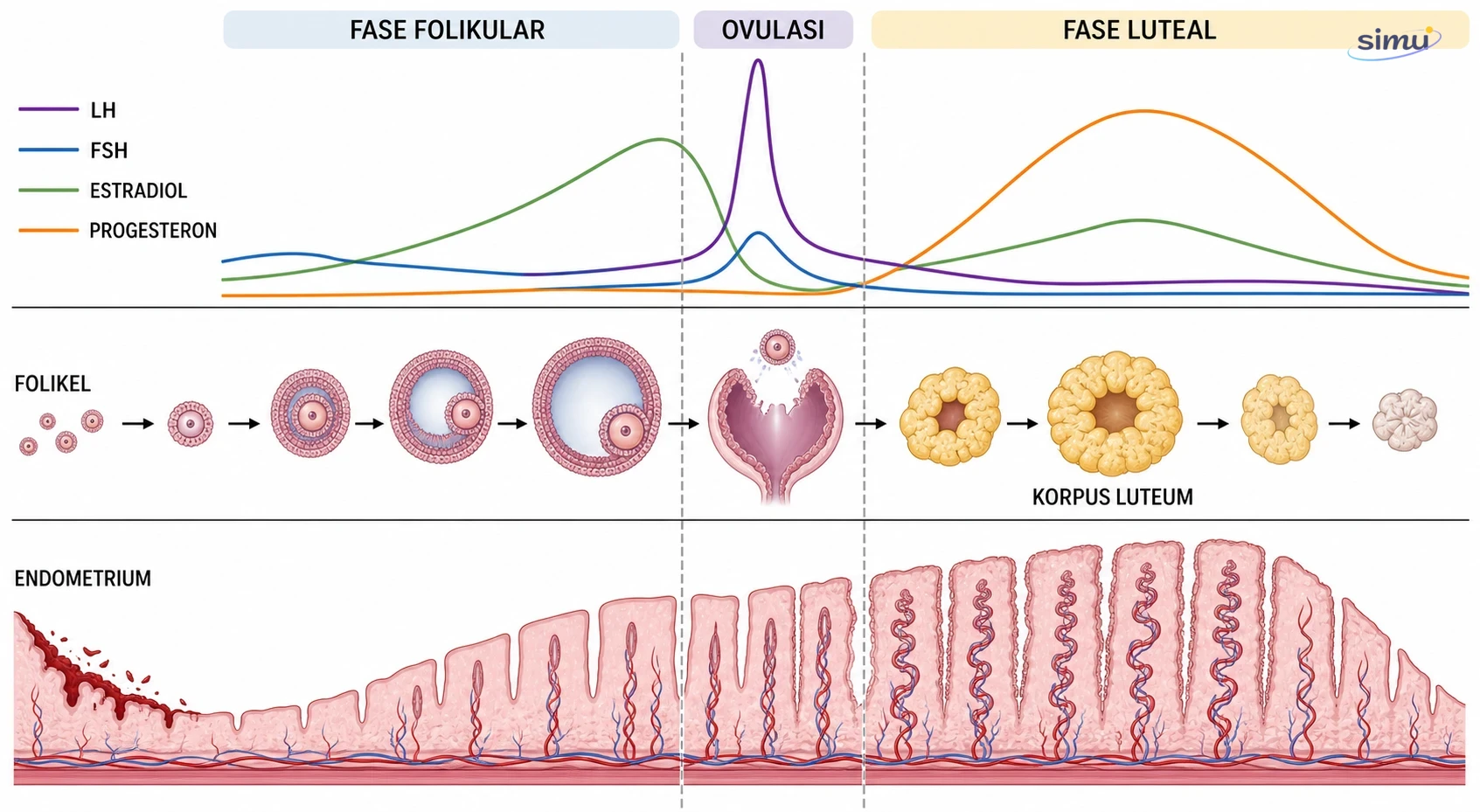 Hubungan kurva hormon, perkembangan folikel, dan perubahan endometrium