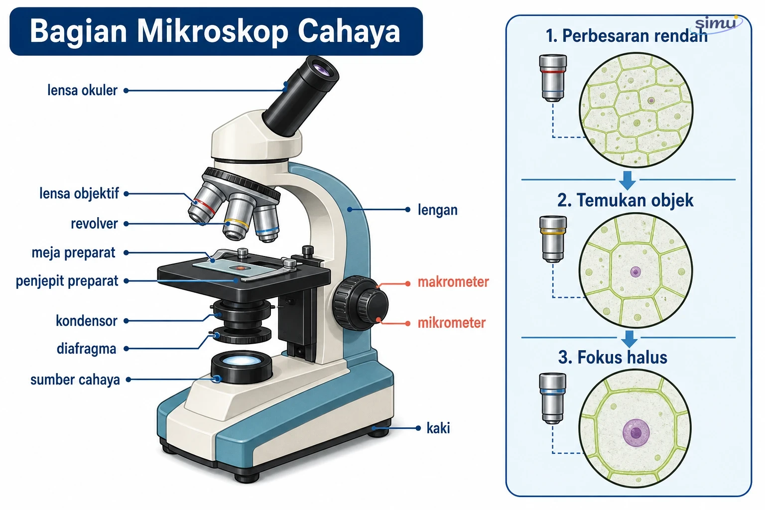 Bagian mikroskop cahaya dan urutan fokus yang aman