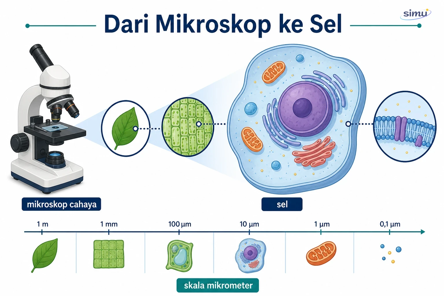 Dari mikroskop ke sel: skala pengamatan sel