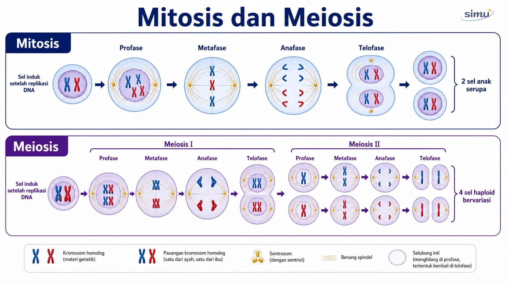 Perbandingan urutan mitosis dan meiosis
