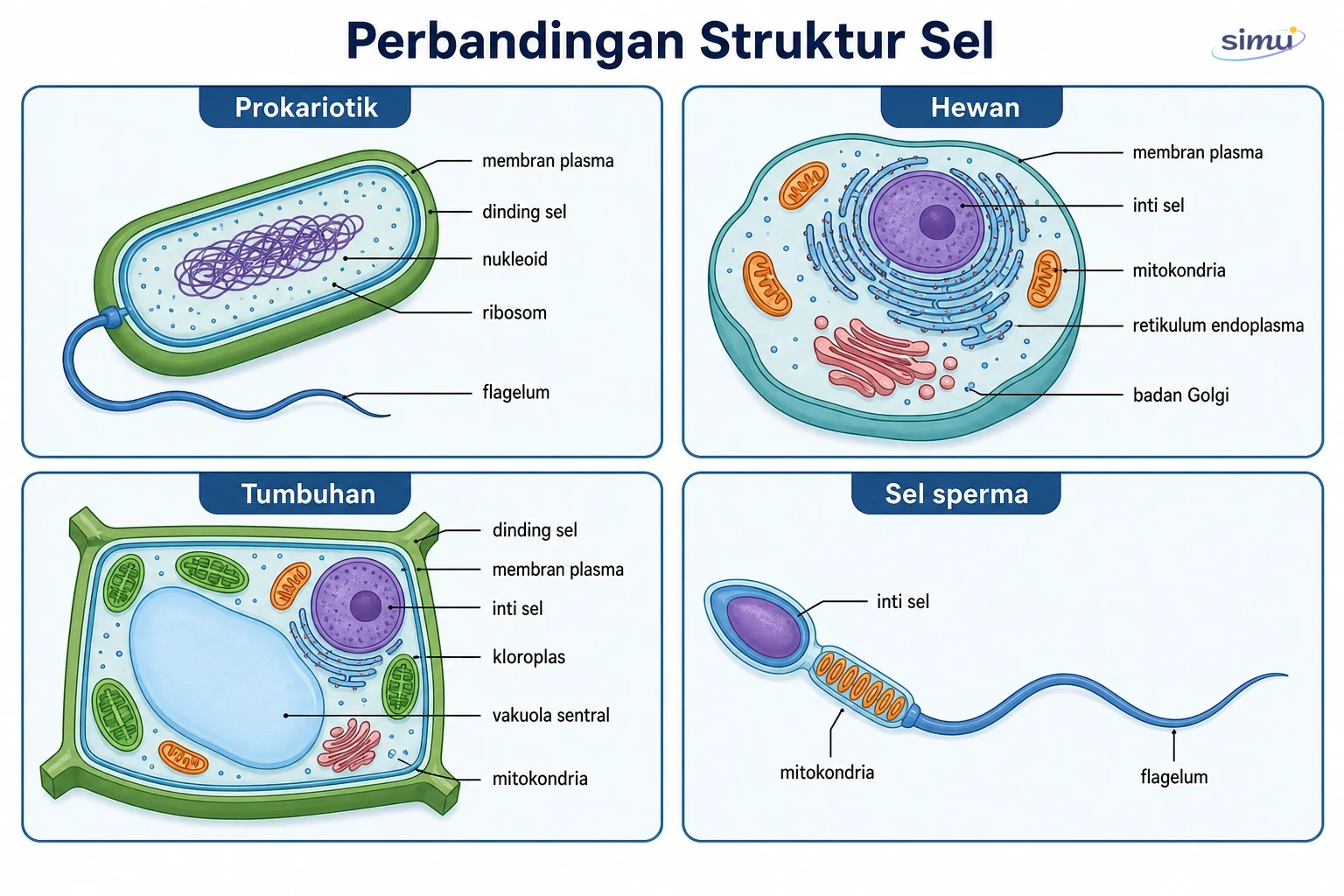 Perbandingan struktur sel prokariotik, sel hewan, sel tumbuhan, dan sel sperma