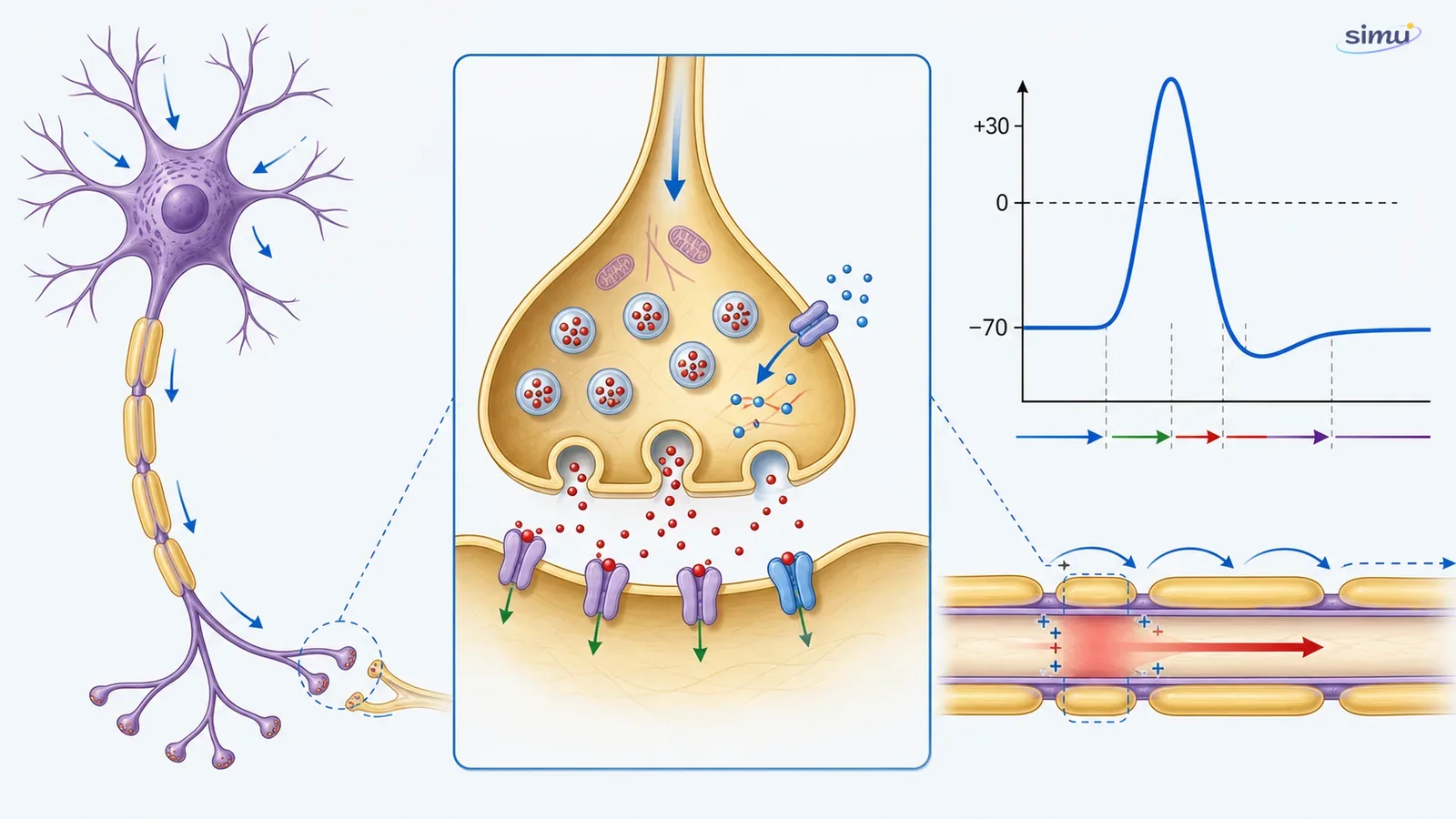 Neuron, sinaps kimia, dan potensial aksi