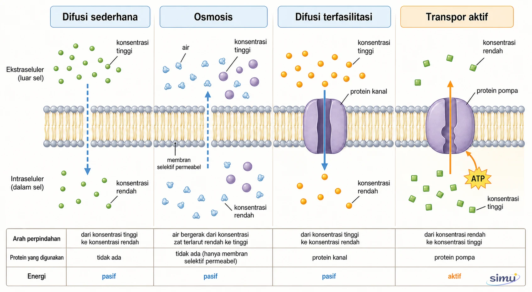 Perbandingan difusi sederhana, osmosis, difusi terfasilitasi, dan transpor aktif