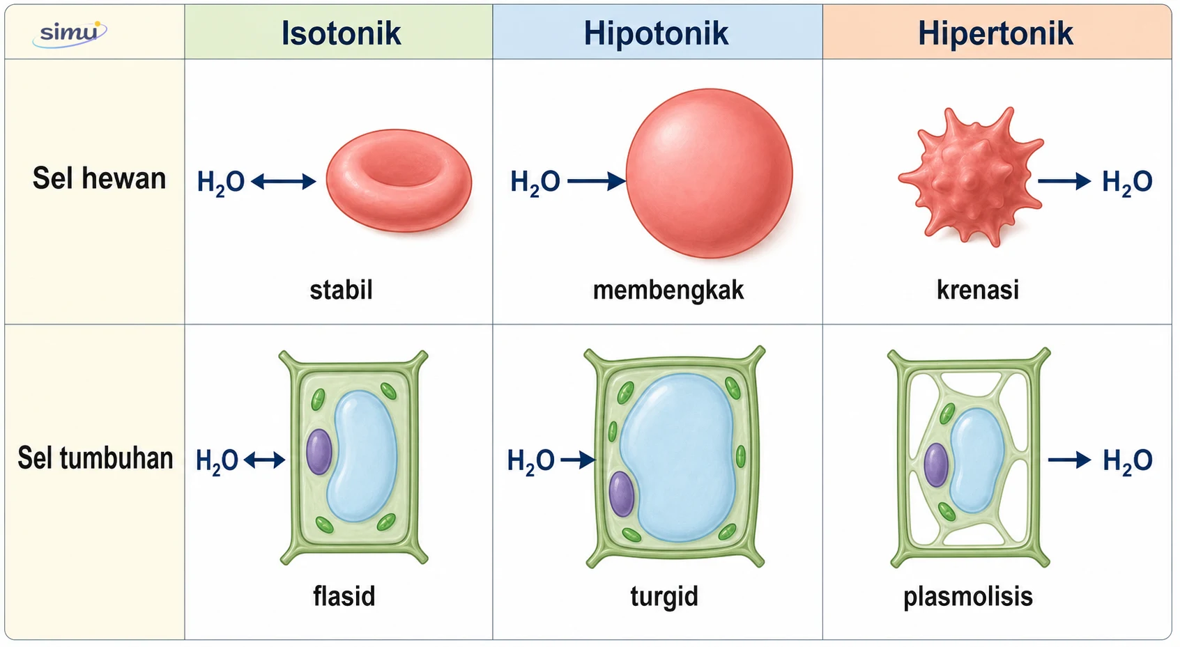 Respons sel hewan dan sel tumbuhan dalam larutan isotonik, hipotonik, dan hipertonik