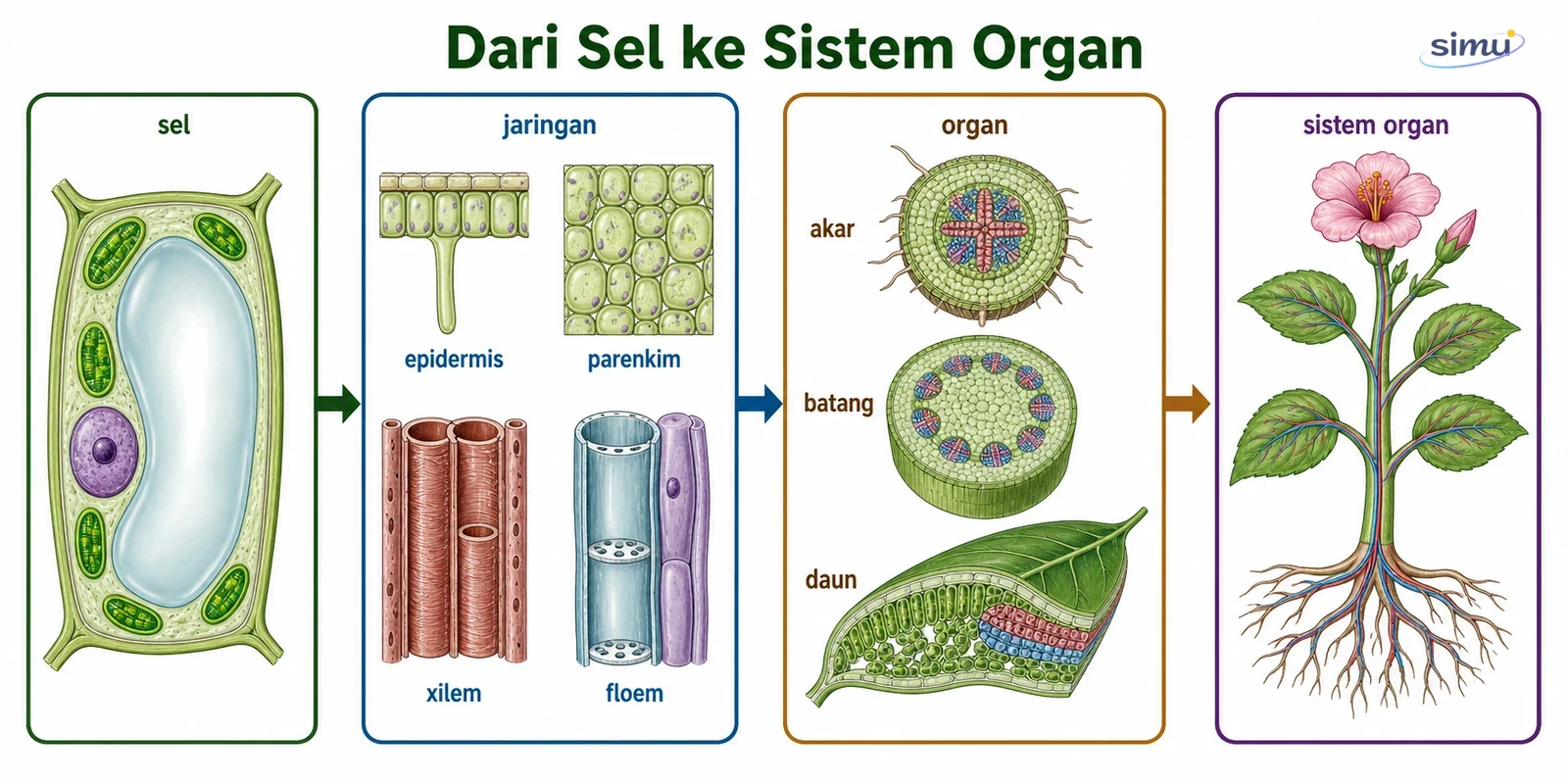 Hierarki sel, jaringan, organ, dan sistem organ tumbuhan
