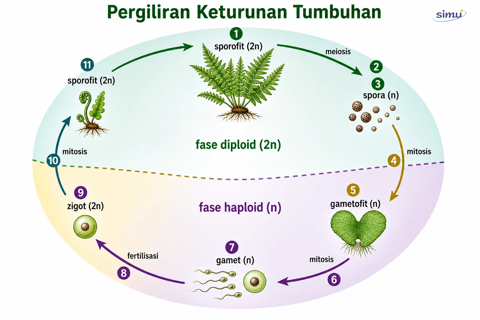 Pergiliran fase haploid dan diploid pada tumbuhan