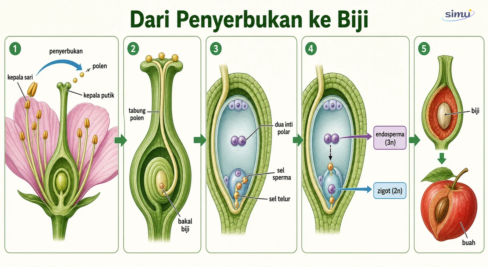 Urutan penyerbukan, fertilisasi ganda, pembentukan biji, dan buah