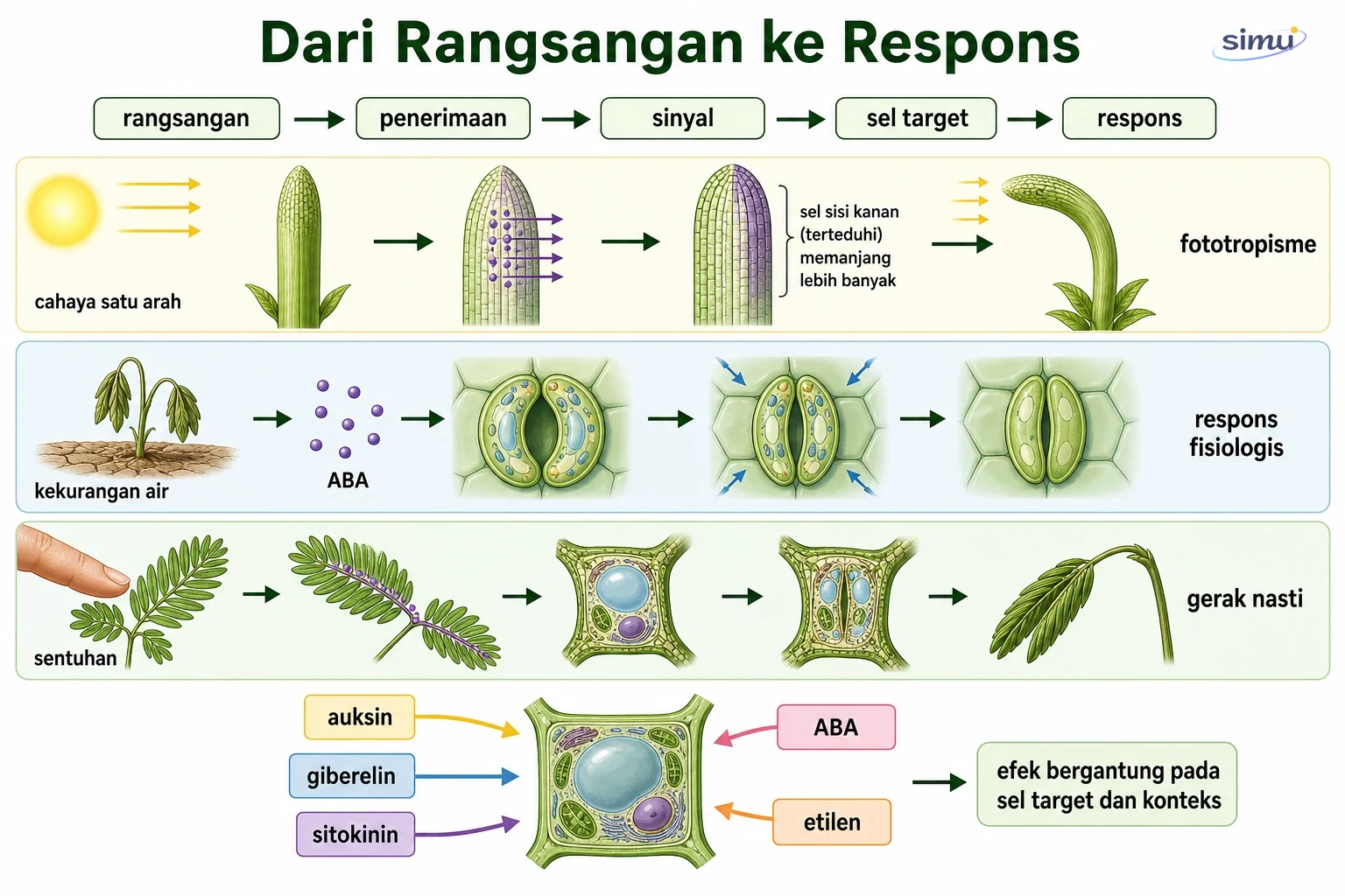 Alur rangsangan, sinyal, sel target, dan respons tumbuhan