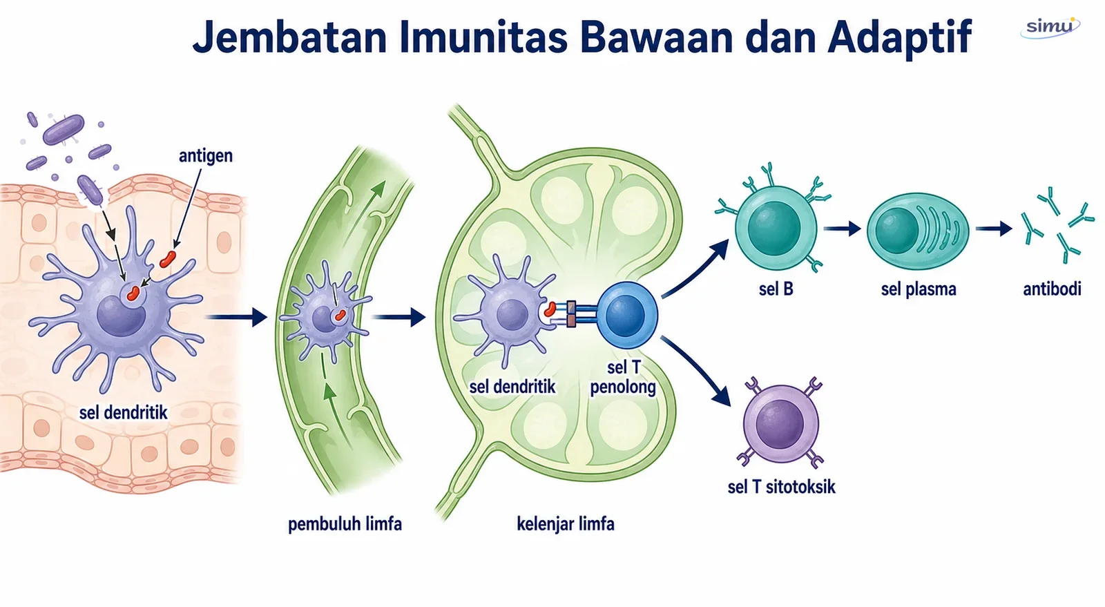 Sel dendritik membawa antigen dari jaringan menuju nodus limfa dan mengaktifkan respons adaptif