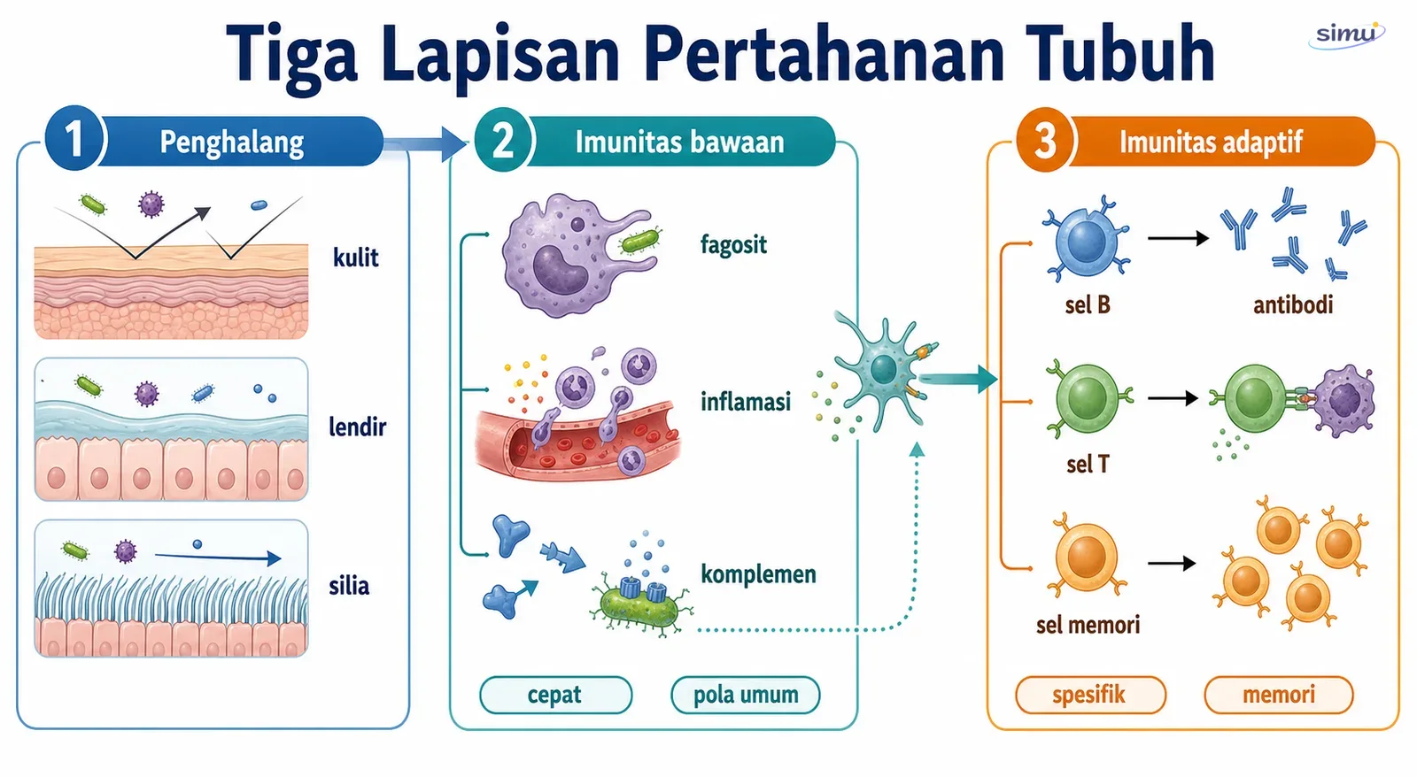 Keterhubungan penghalang, imunitas bawaan, dan imunitas adaptif