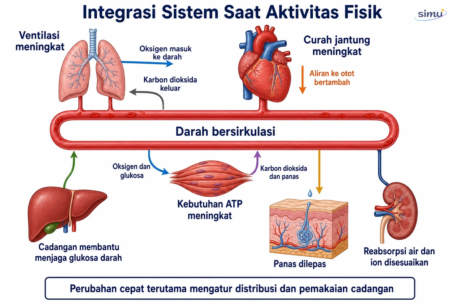Integrasi sistem organ saat aktivitas fisik