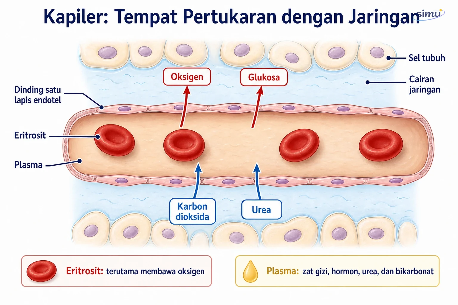 Pertukaran zat di kapiler dan pembagian muatan darah
