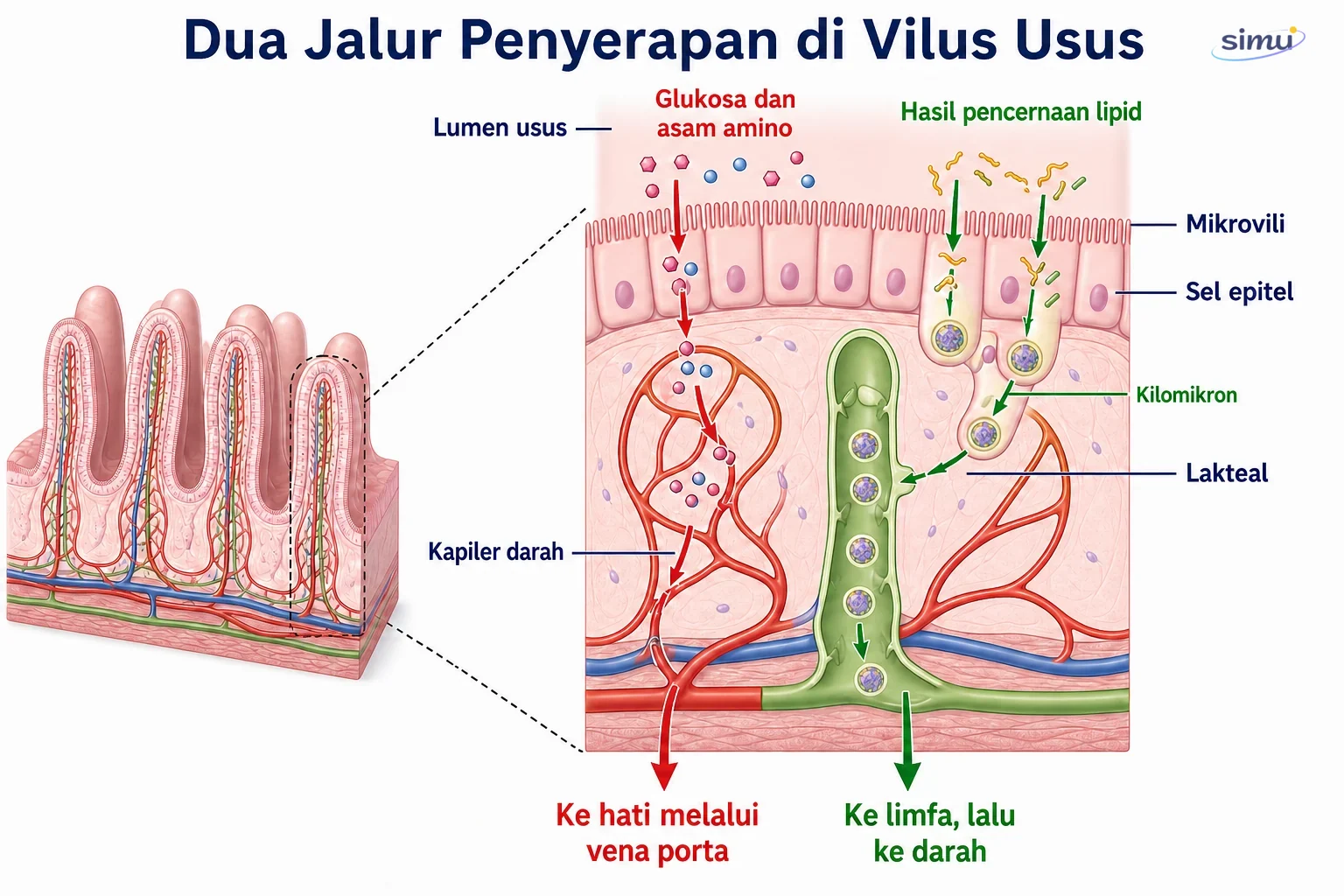 Jalur penyerapan zat gizi melalui vilus usus halus