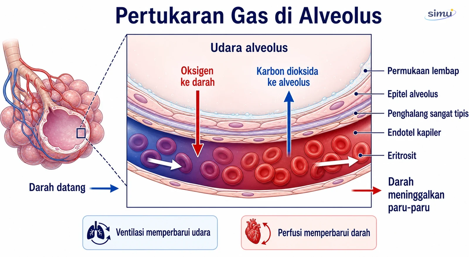 Pertukaran oksigen dan karbon dioksida pada alveolus dan kapiler