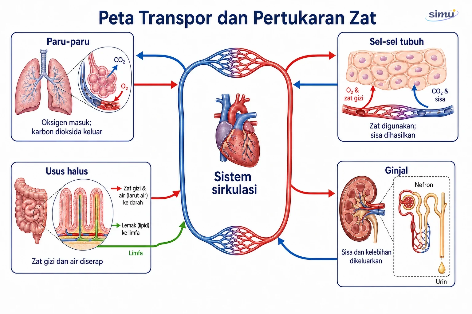 Peta transpor dan pertukaran zat antarsistem organ