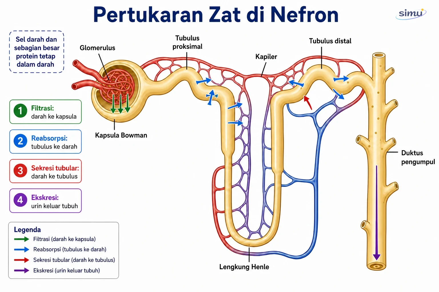Filtrasi, reabsorpsi, sekresi, dan ekskresi pada nefron