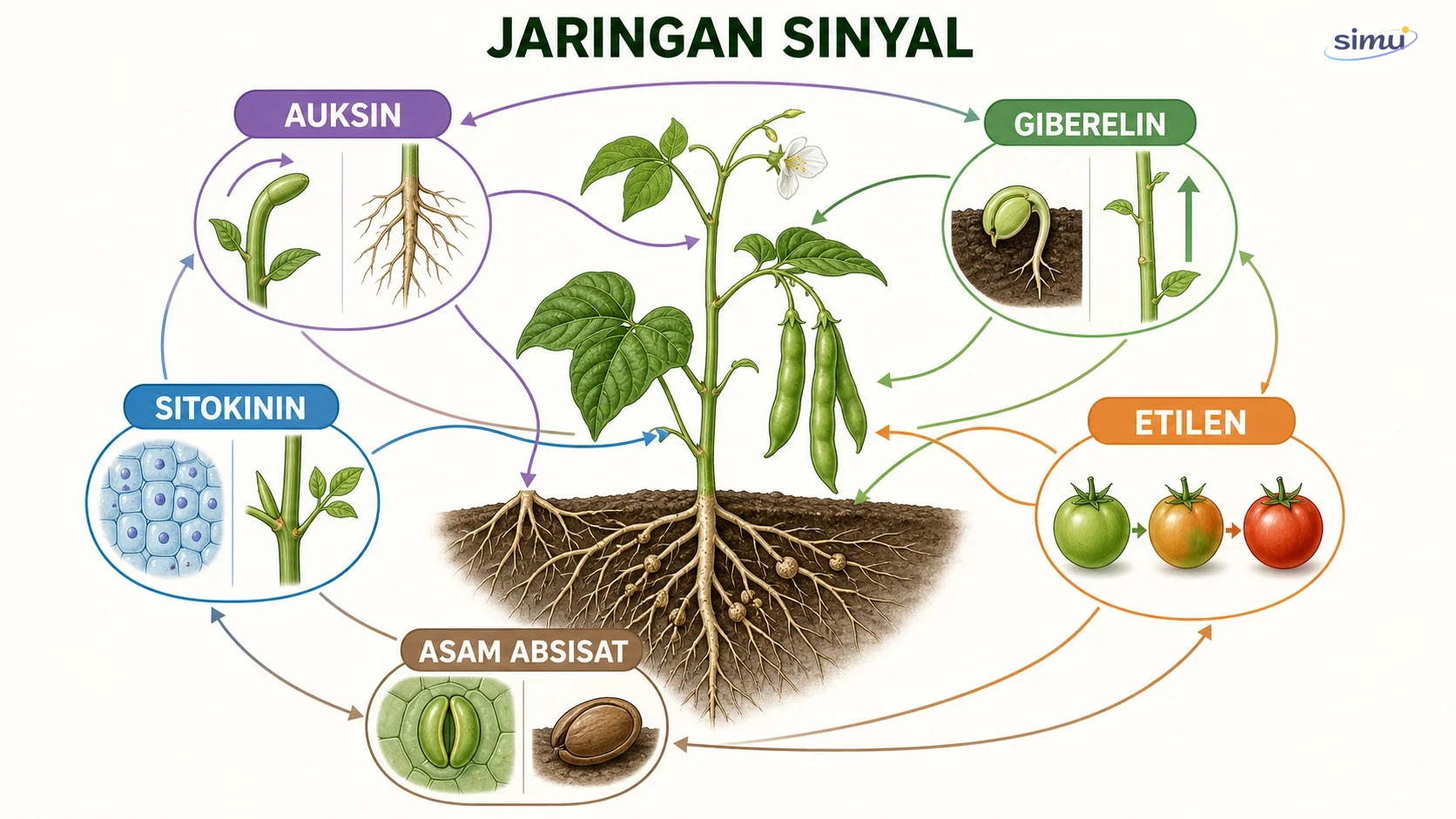 Jaringan lima hormon tumbuhan terhubung dengan respons pada biji, akar, batang, stomata, dan buah