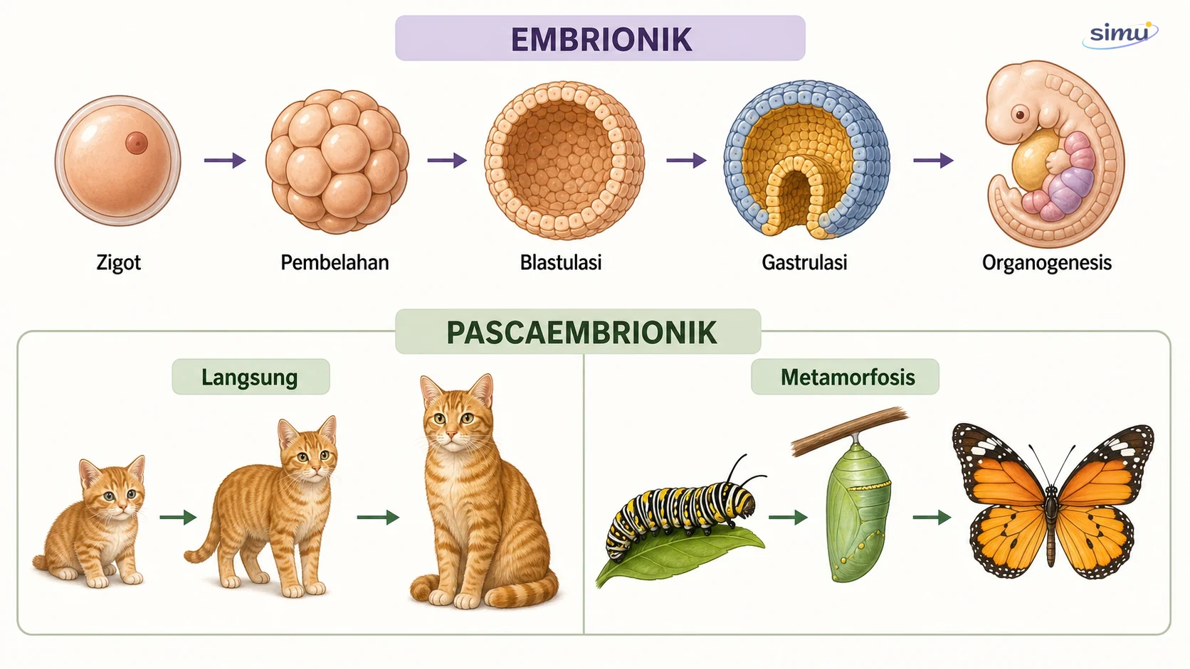 Urutan perkembangan embrionik serta perbandingan pertumbuhan langsung kucing dan metamorfosis kupu-kupu