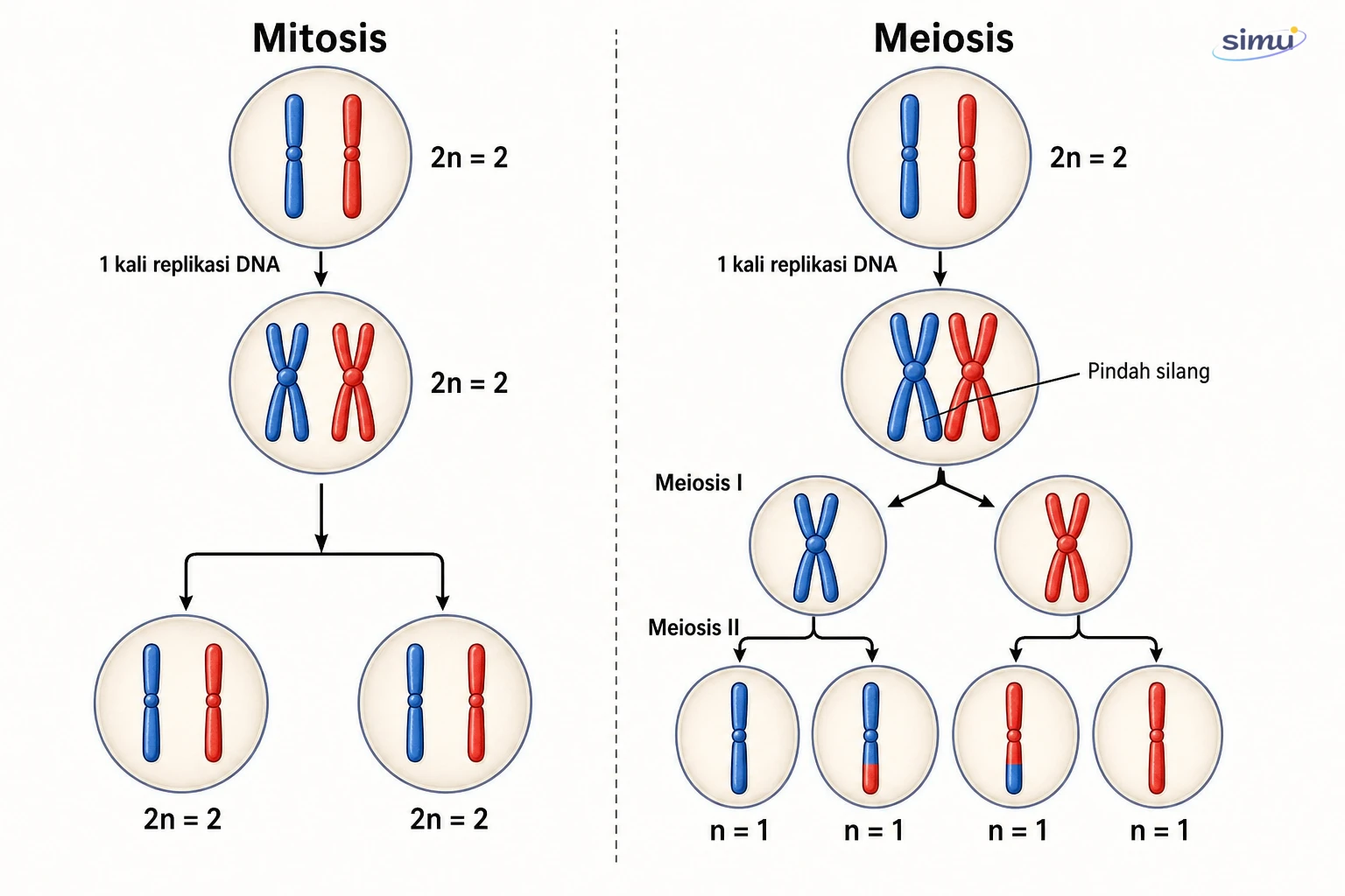 Perbandingan hasil mitosis dan meiosis