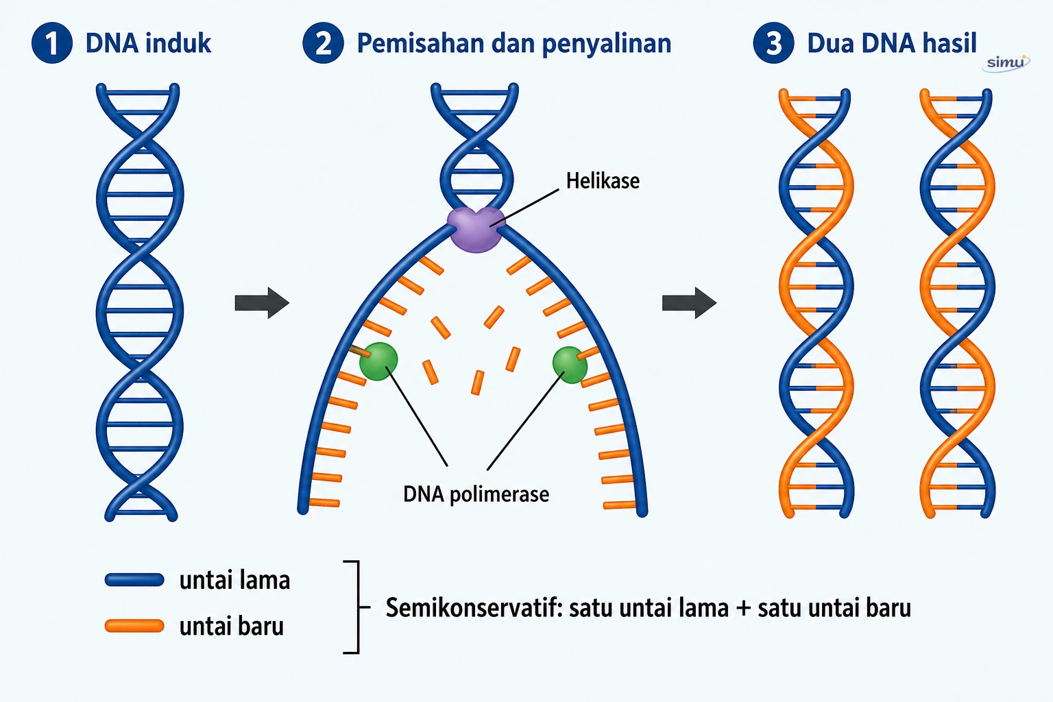 Replikasi DNA secara semikonservatif