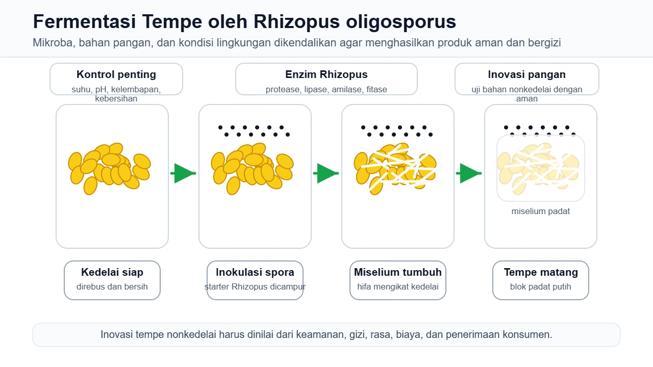 Proses fermentasi tempe oleh Rhizopus oligosporus