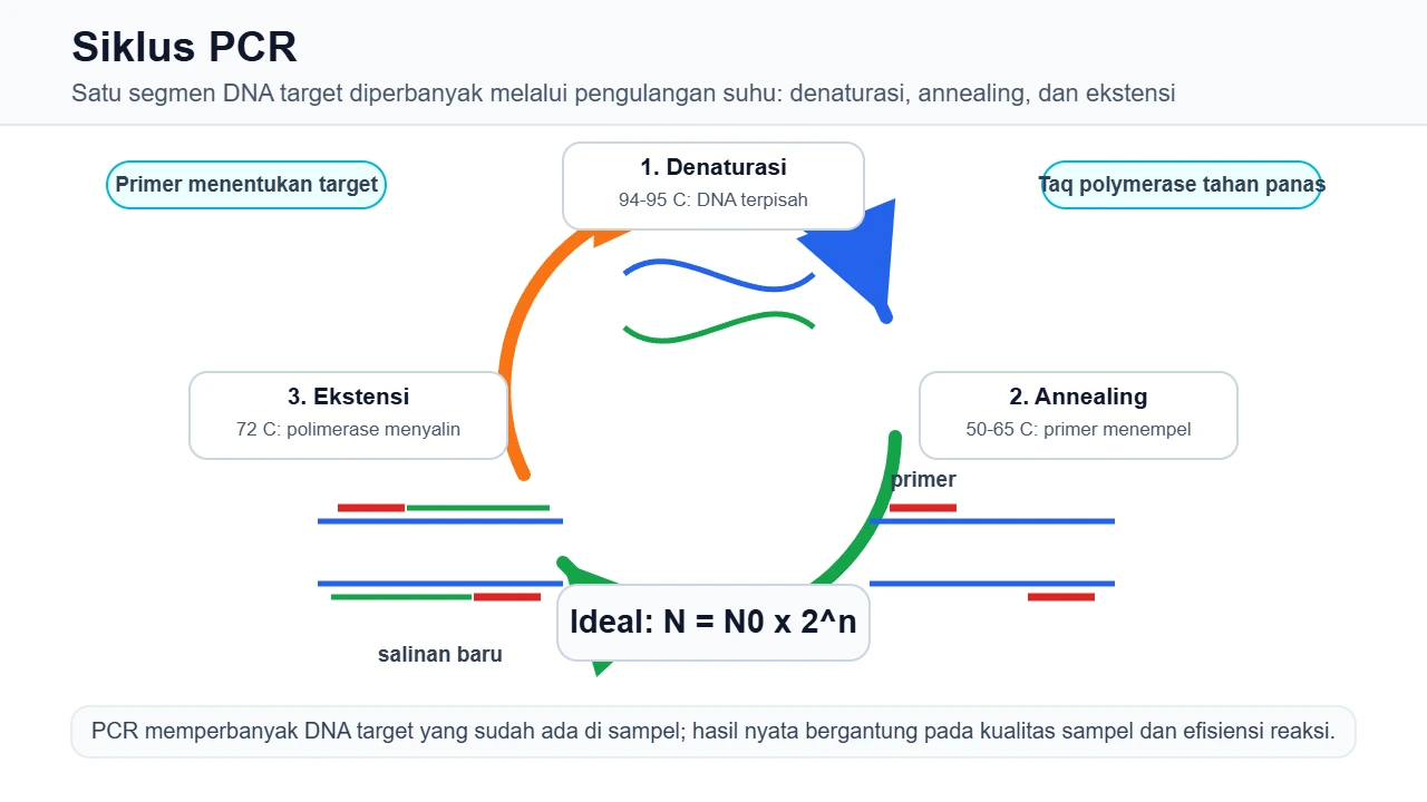 Siklus PCR: denaturasi, annealing, dan ekstensi