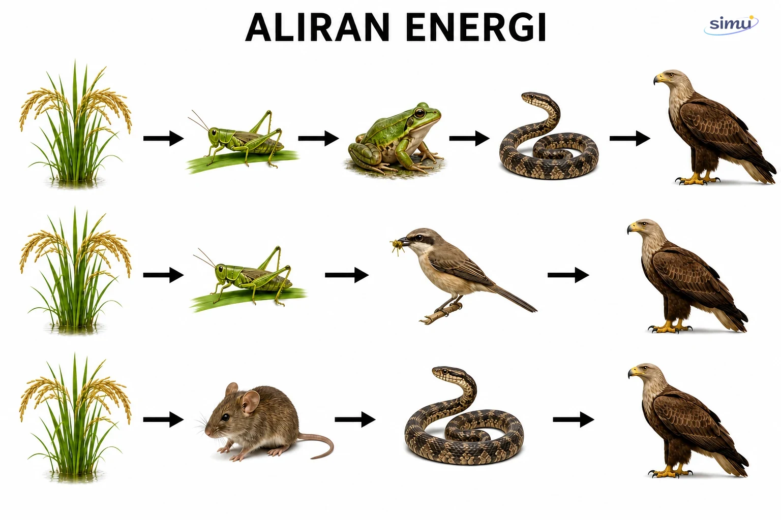 Contoh beberapa jalur aliran energi dalam ekosistem sawah