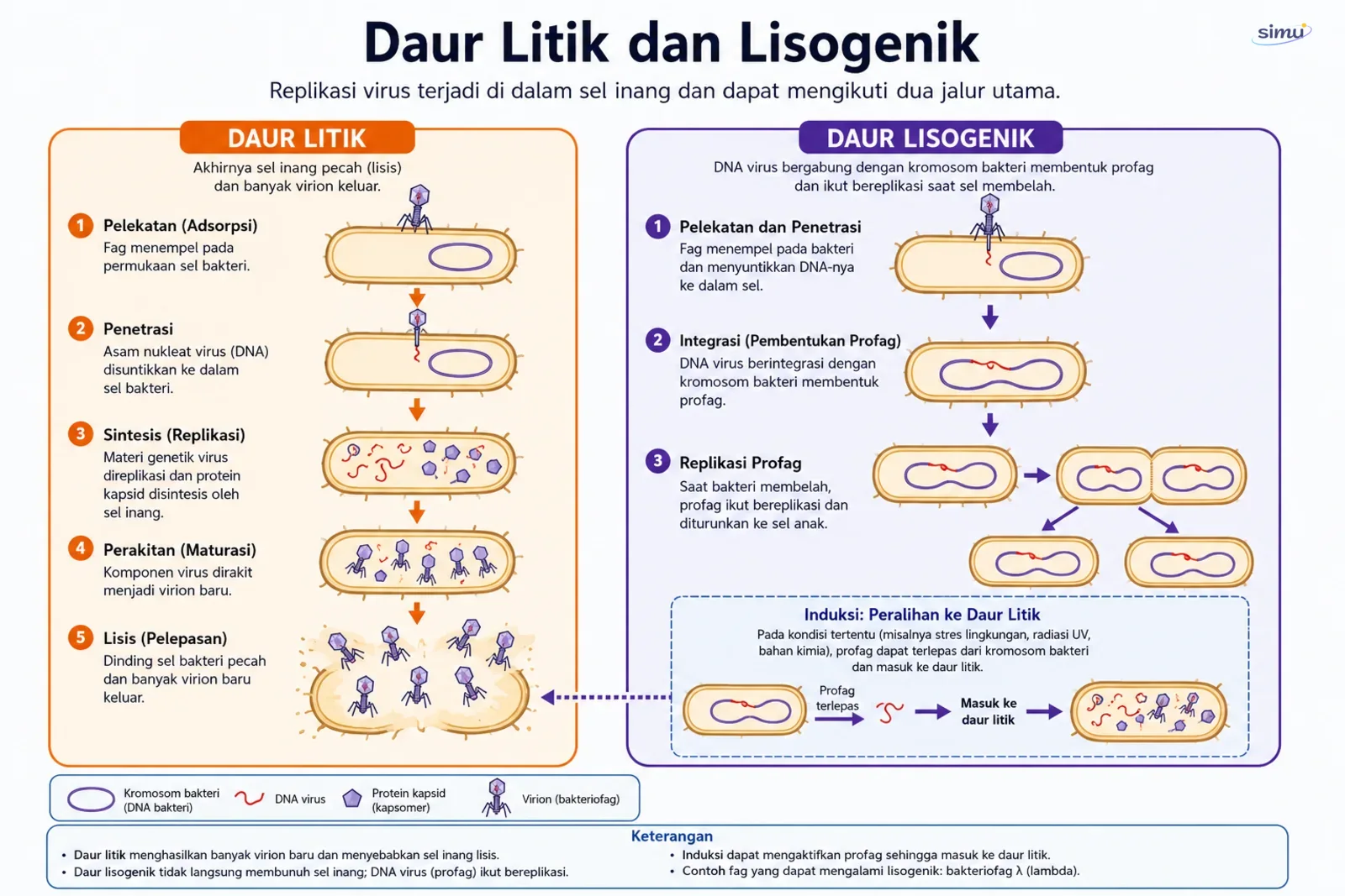 Daur litik dan lisogenik