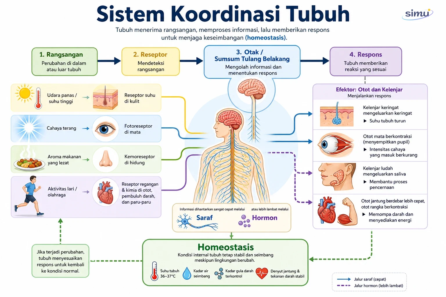 Peta sistem koordinasi tubuh