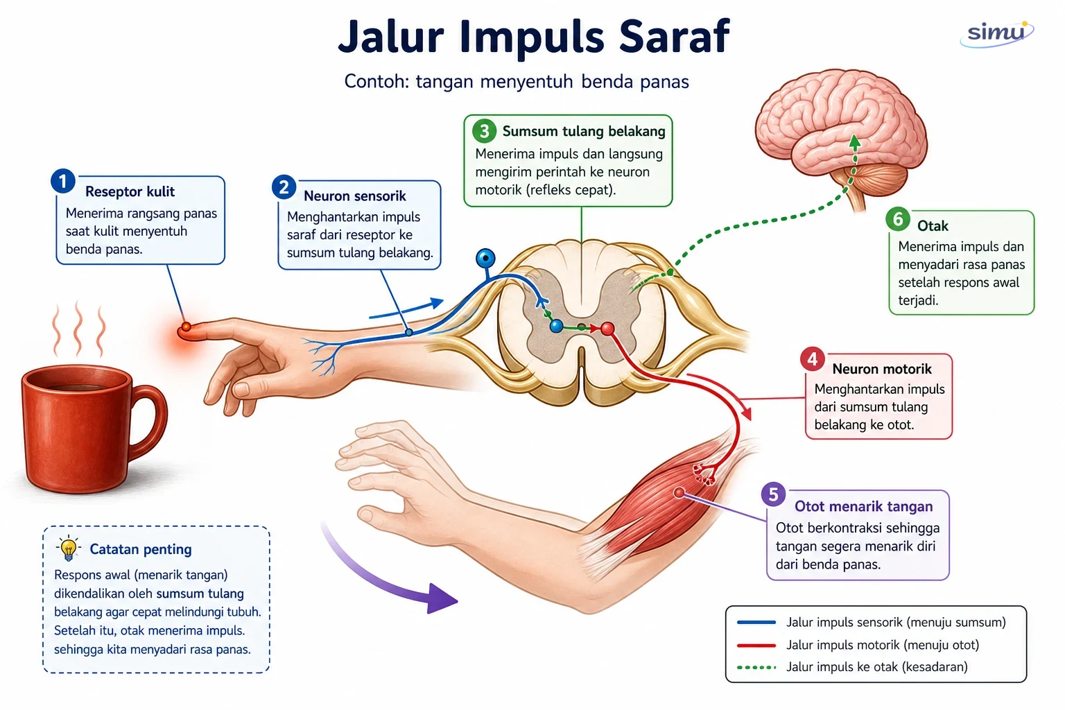 Jalur impuls saraf