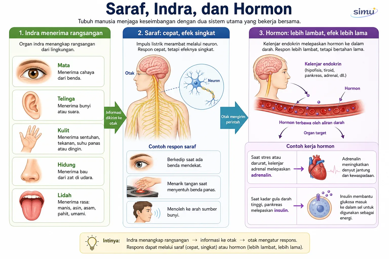 Saraf indra dan hormon
