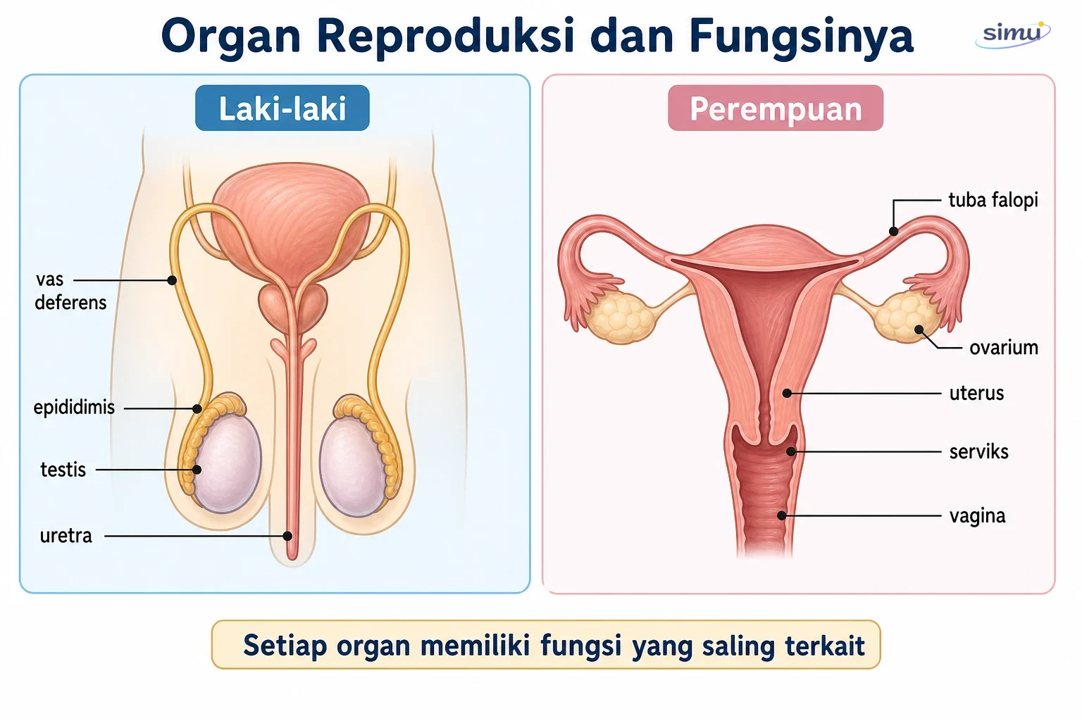 Skema organ dan fungsi reproduksi