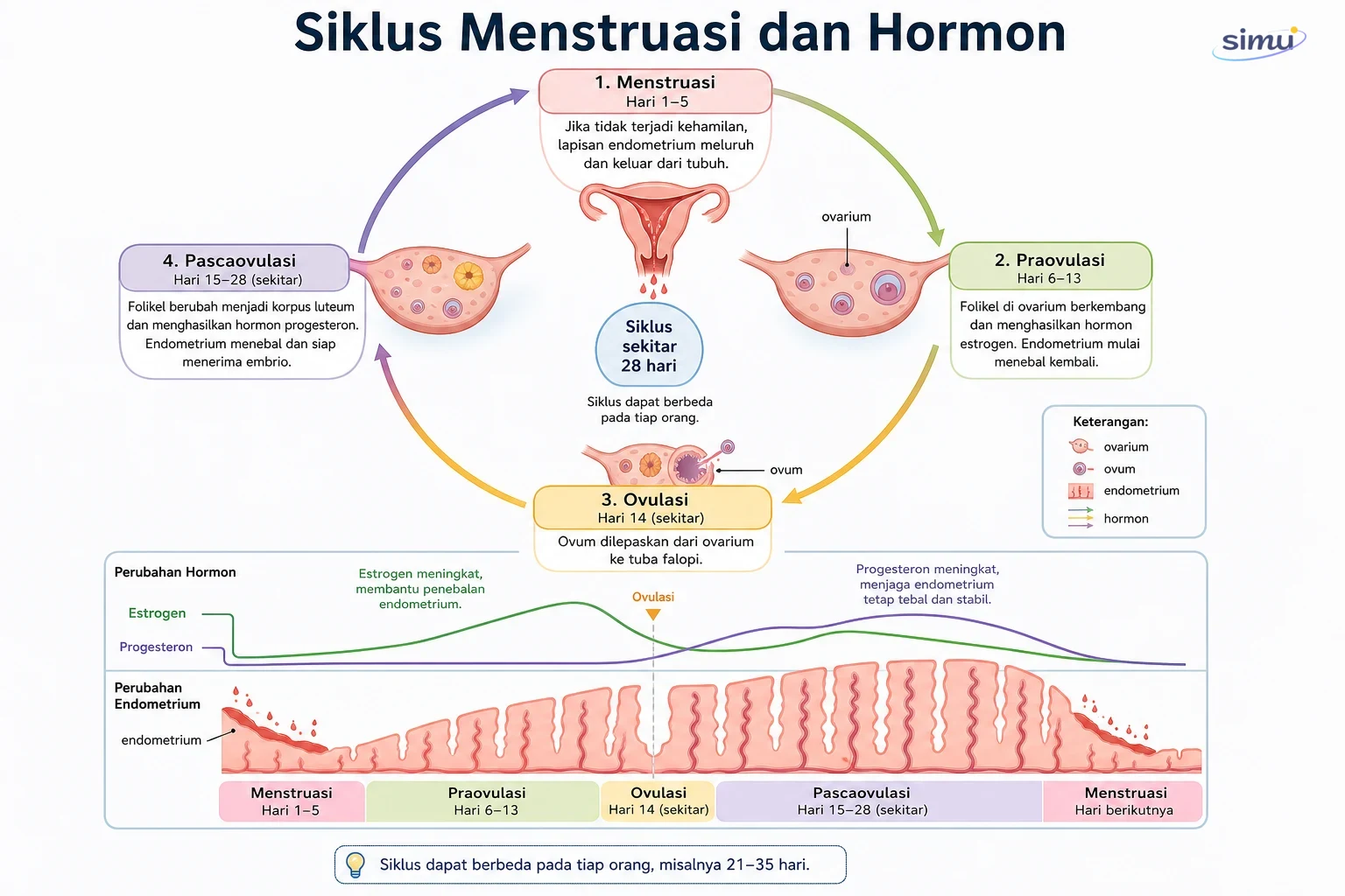 Siklus menstruasi dan hormon