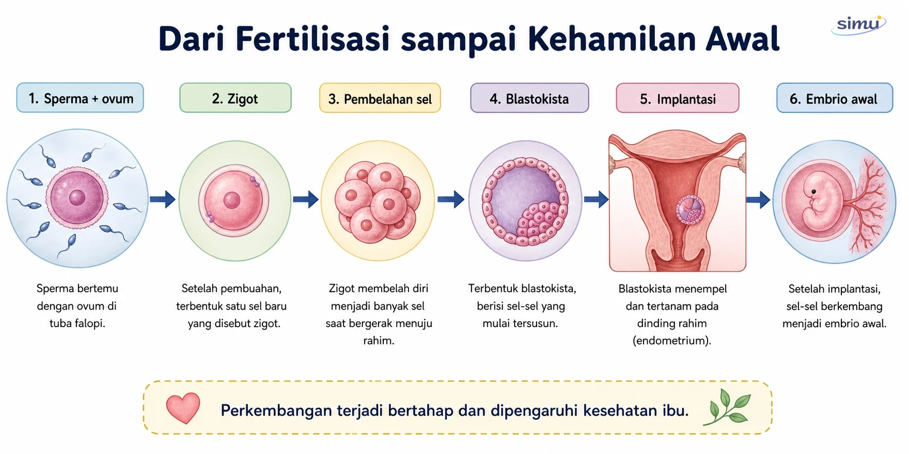 Alur fertilisasi sampai kehamilan awal