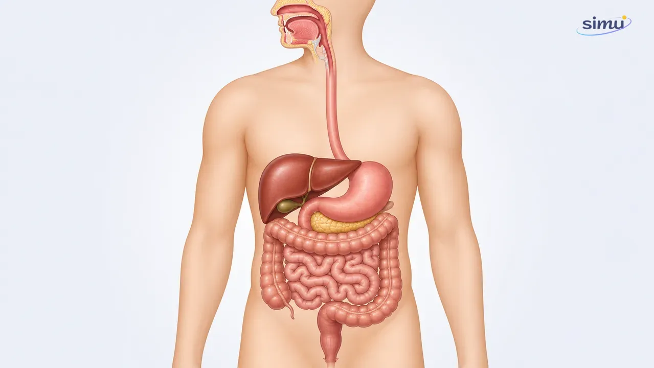 Organ utama sistem pencernaan manusia dari mulut sampai anus